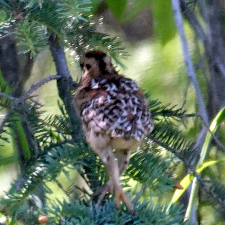 Spruce Grouse (Spruce) - ML637812619