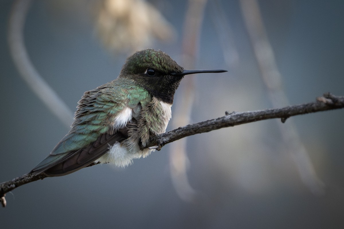 Black-chinned Hummingbird - ML637812672