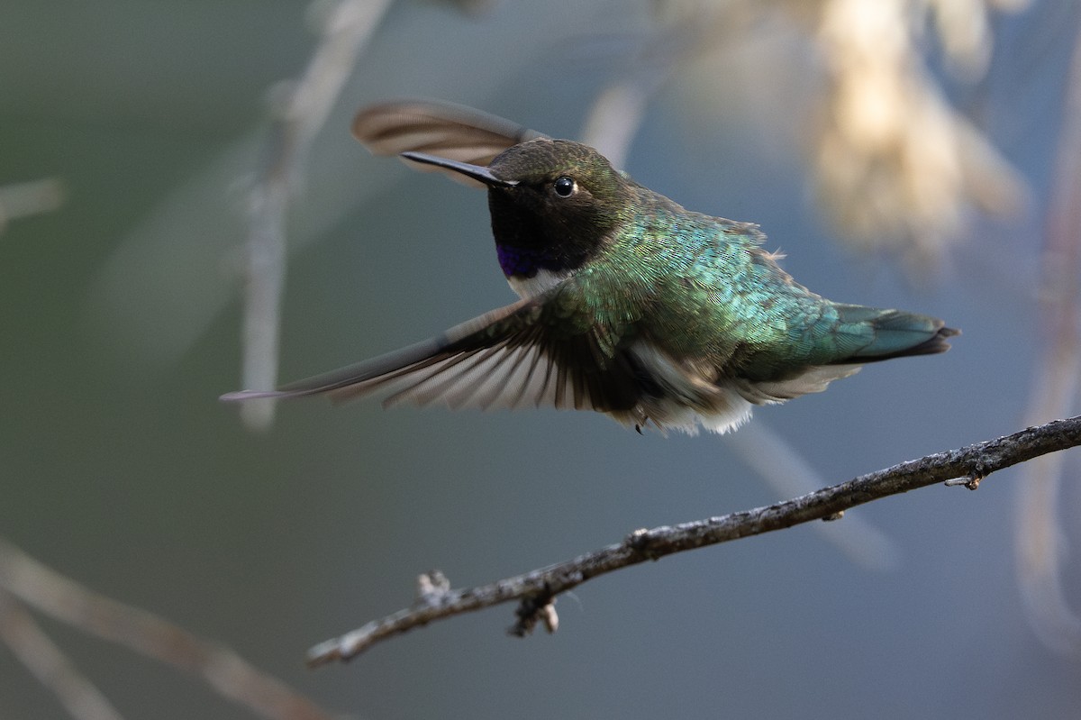 Black-chinned Hummingbird - ML637812673