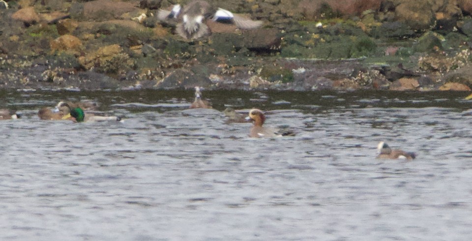 Eurasian x American Wigeon (hybrid) - ML637812681