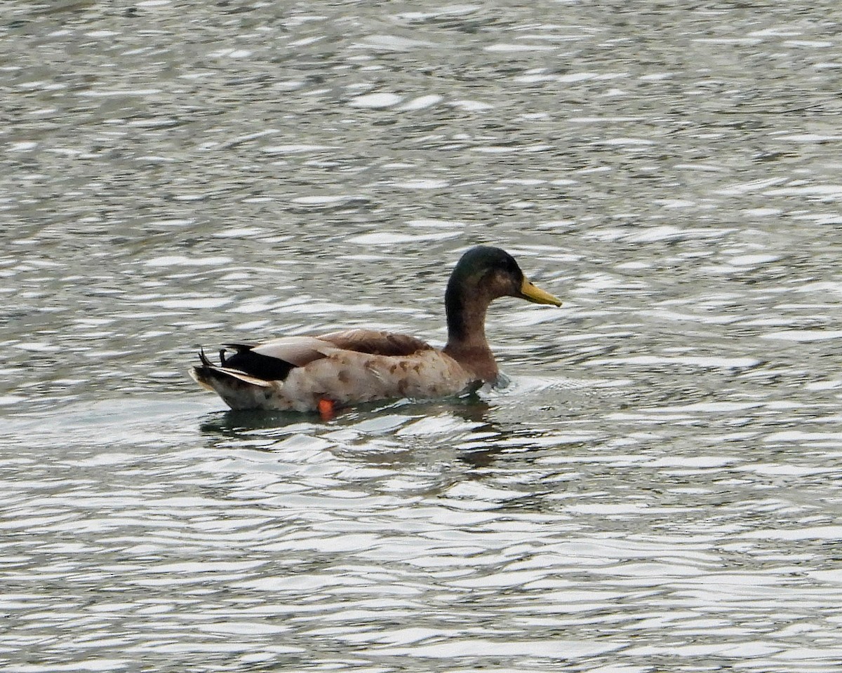 Зэрлэг нугас - ML637812737