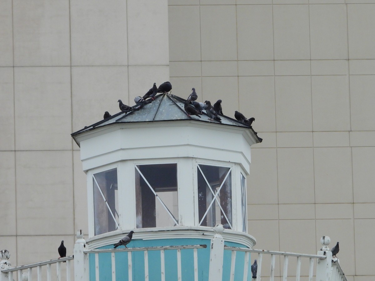 Хөхвөр тагтаа (суурин газрын) - ML637812754