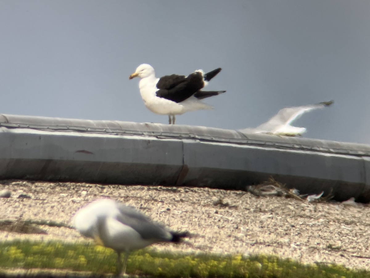 Kelp Gull - ML637812766