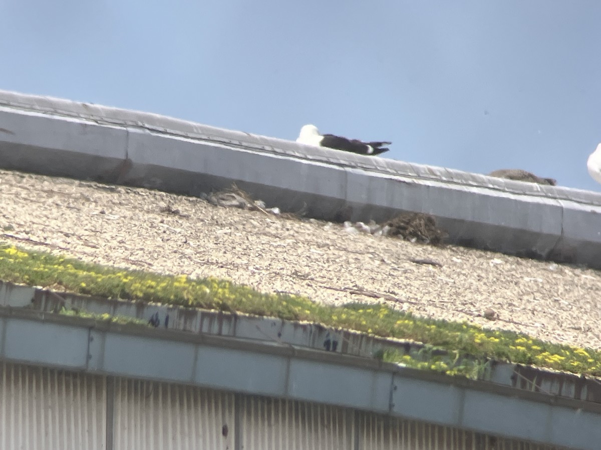 Kelp Gull - ML637812767