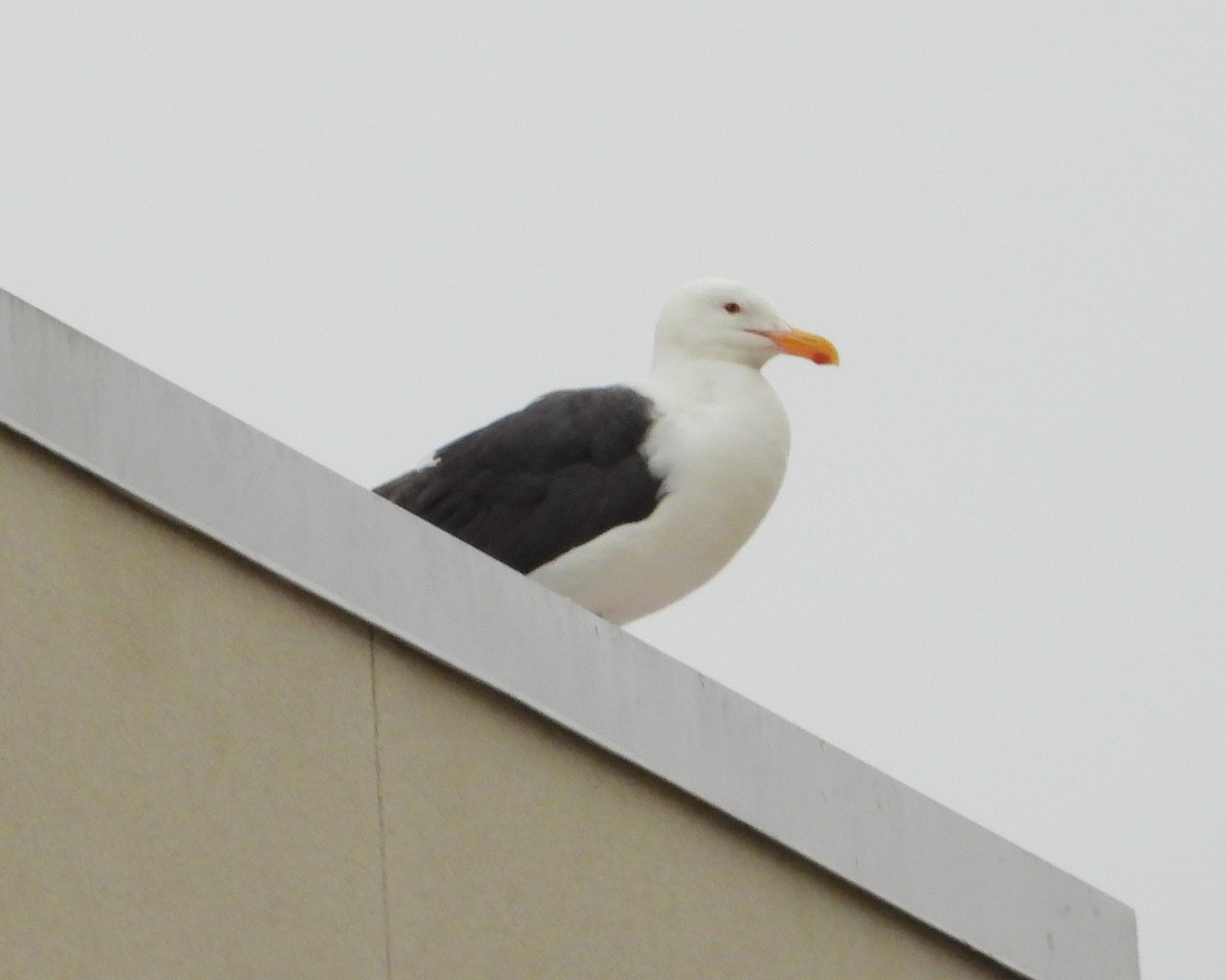 Western Gull - ML637812769