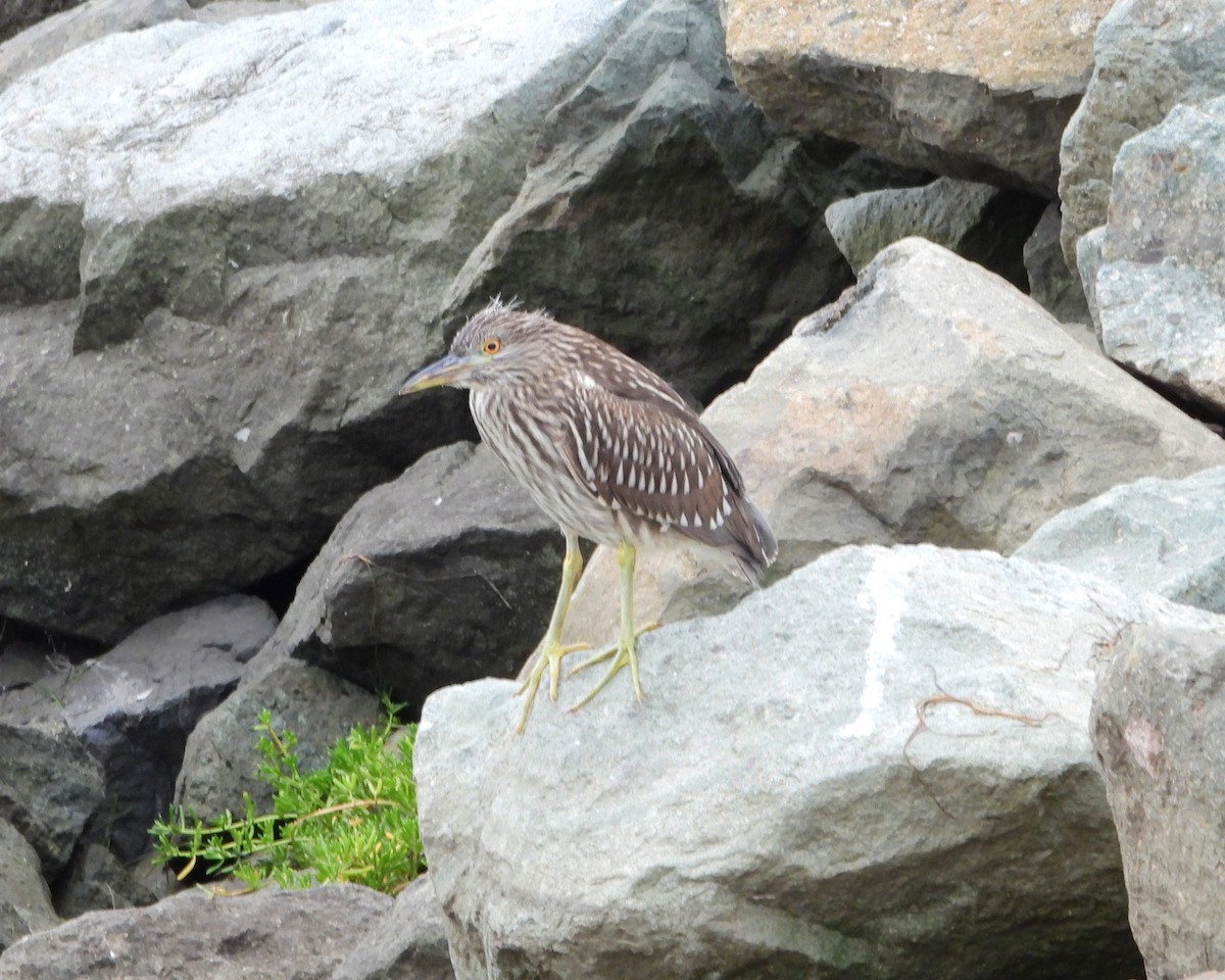 Ногоовор зашин - ML637812775