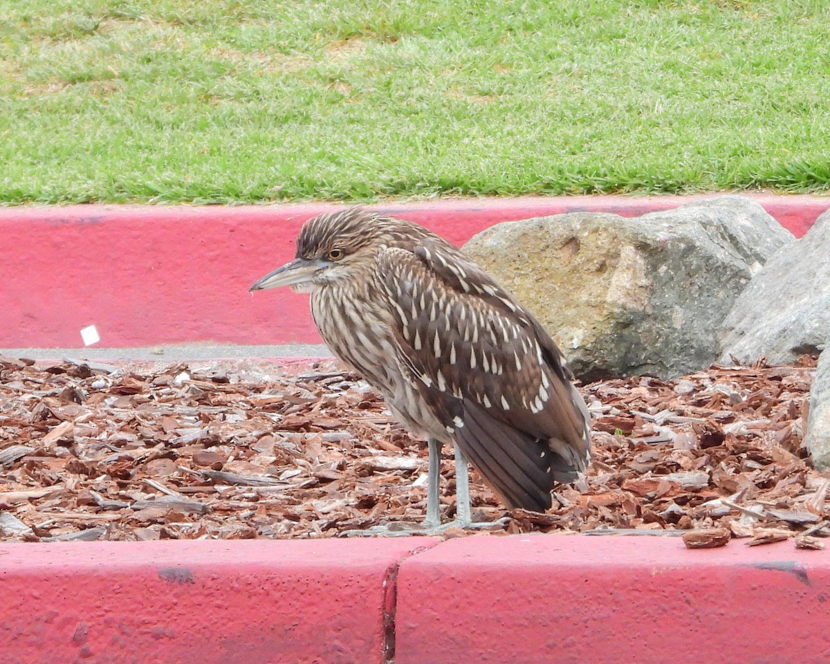 Ногоовор зашин - ML637812776