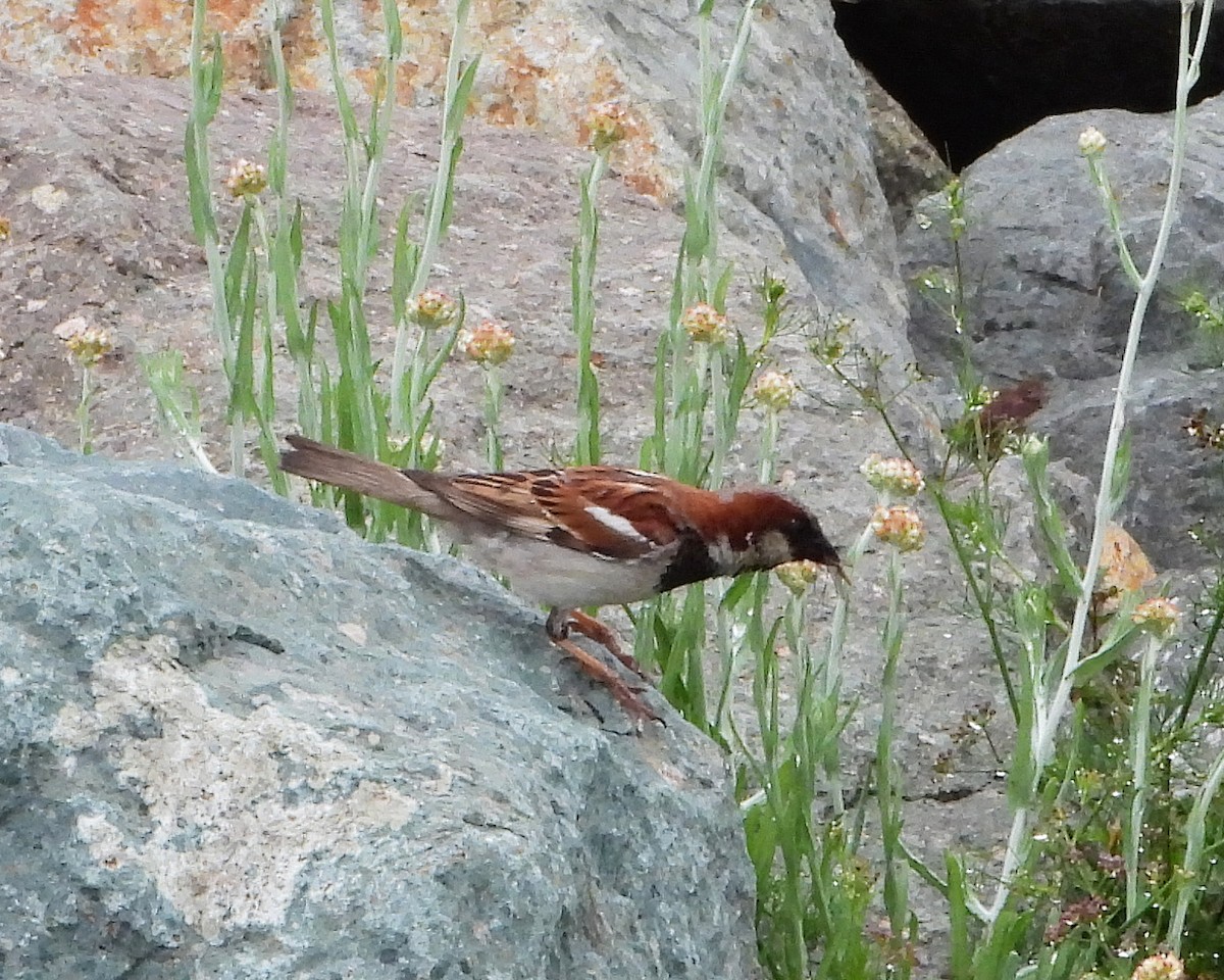 Оронгийн бор шувуу - ML637812782