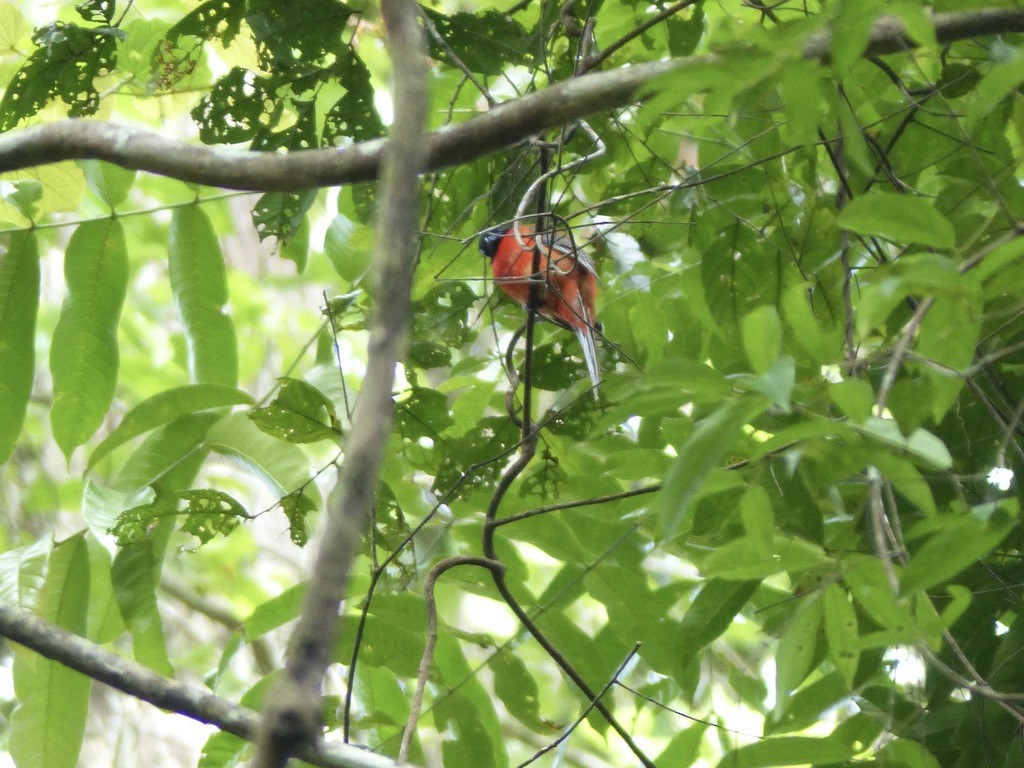 Scarlet-rumped Trogon - ML637812812