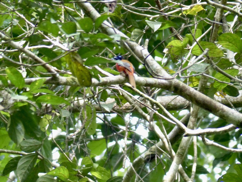 Scarlet-rumped Trogon - ML637812813