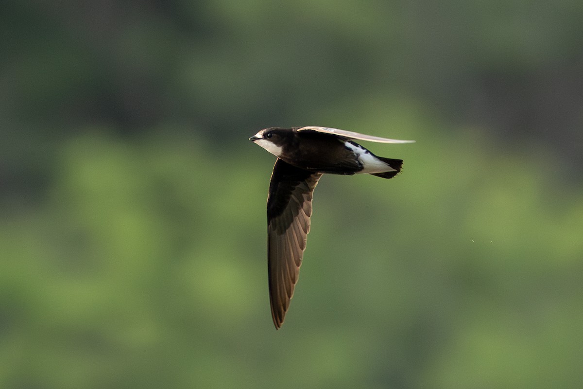 White-throated Needletail - ML637812814