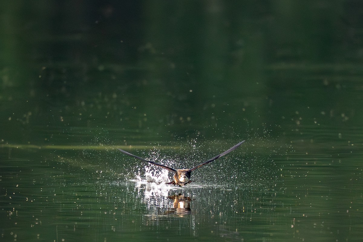 White-throated Needletail - ML637812815