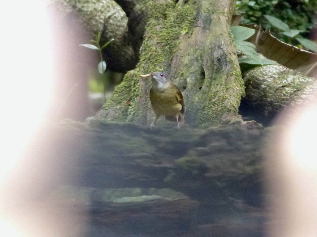 Gray-cheeked Bulbul - ML637812834