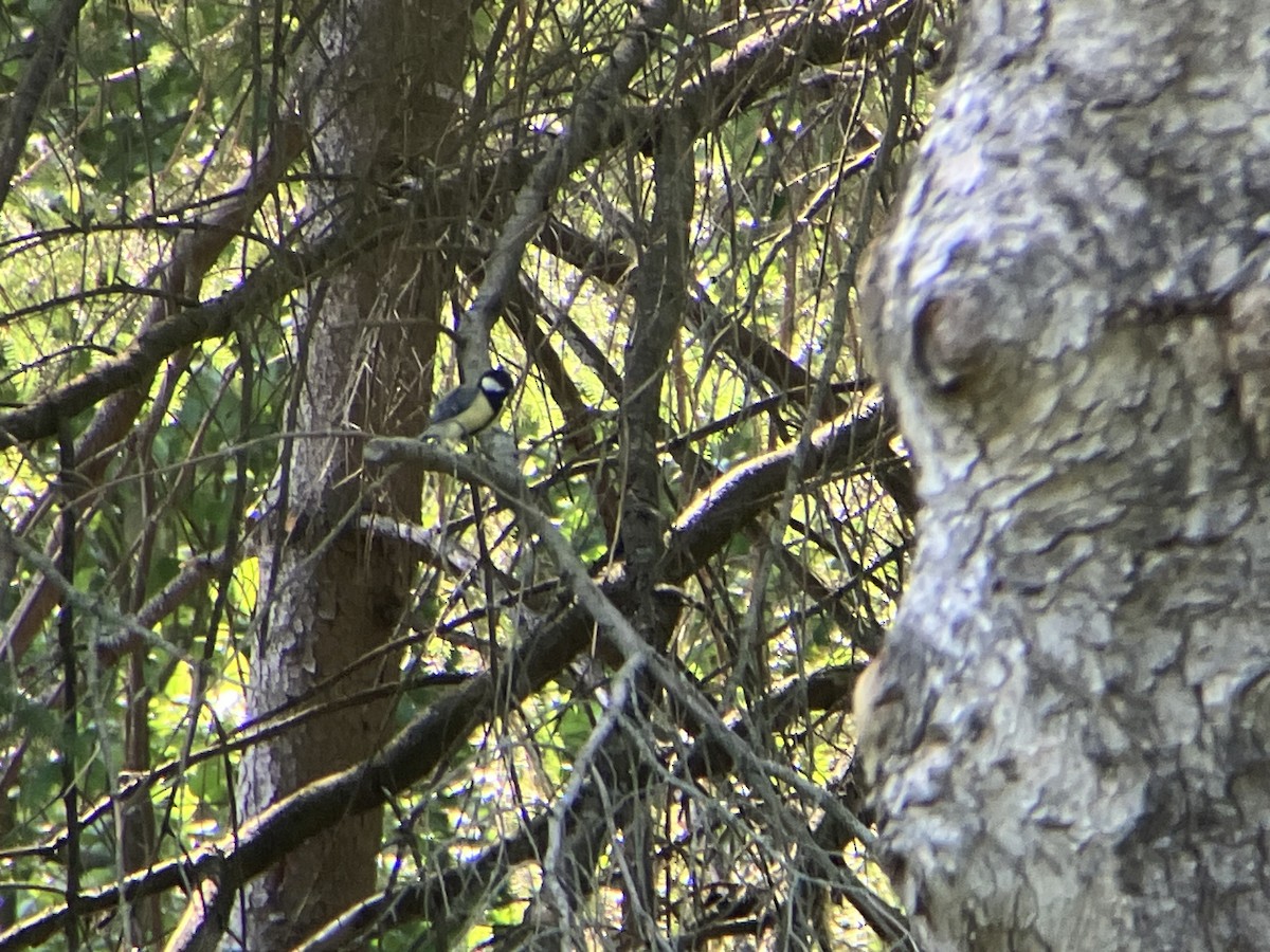 Great Tit - ML637812909
