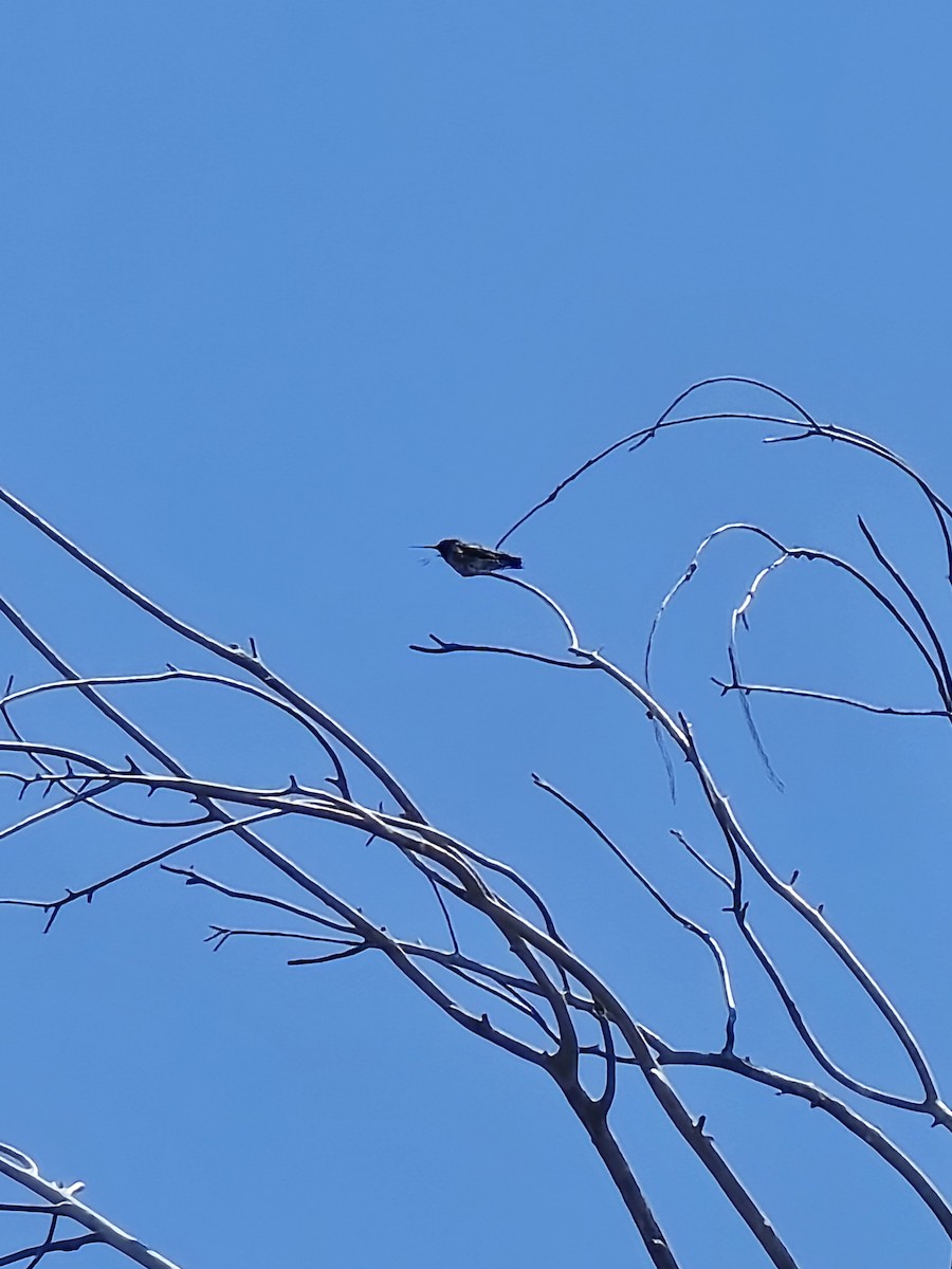 Black-chinned Hummingbird - ML637812969