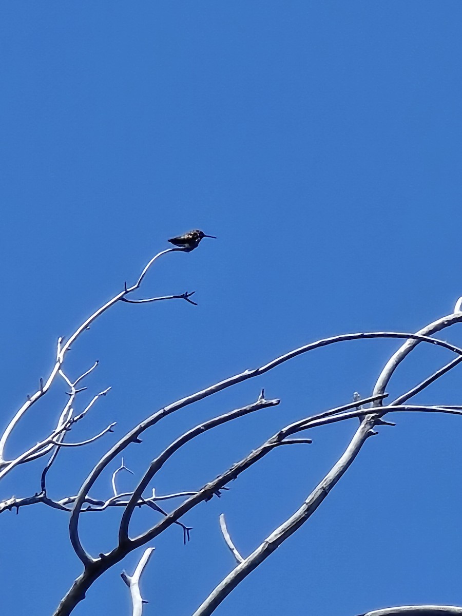 Black-chinned Hummingbird - ML637812970