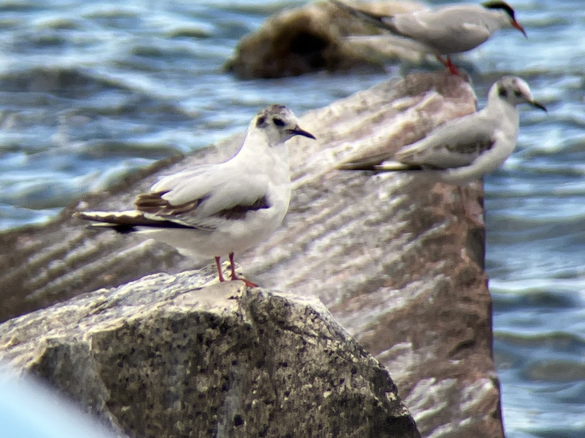 Little Gull - ML637812993