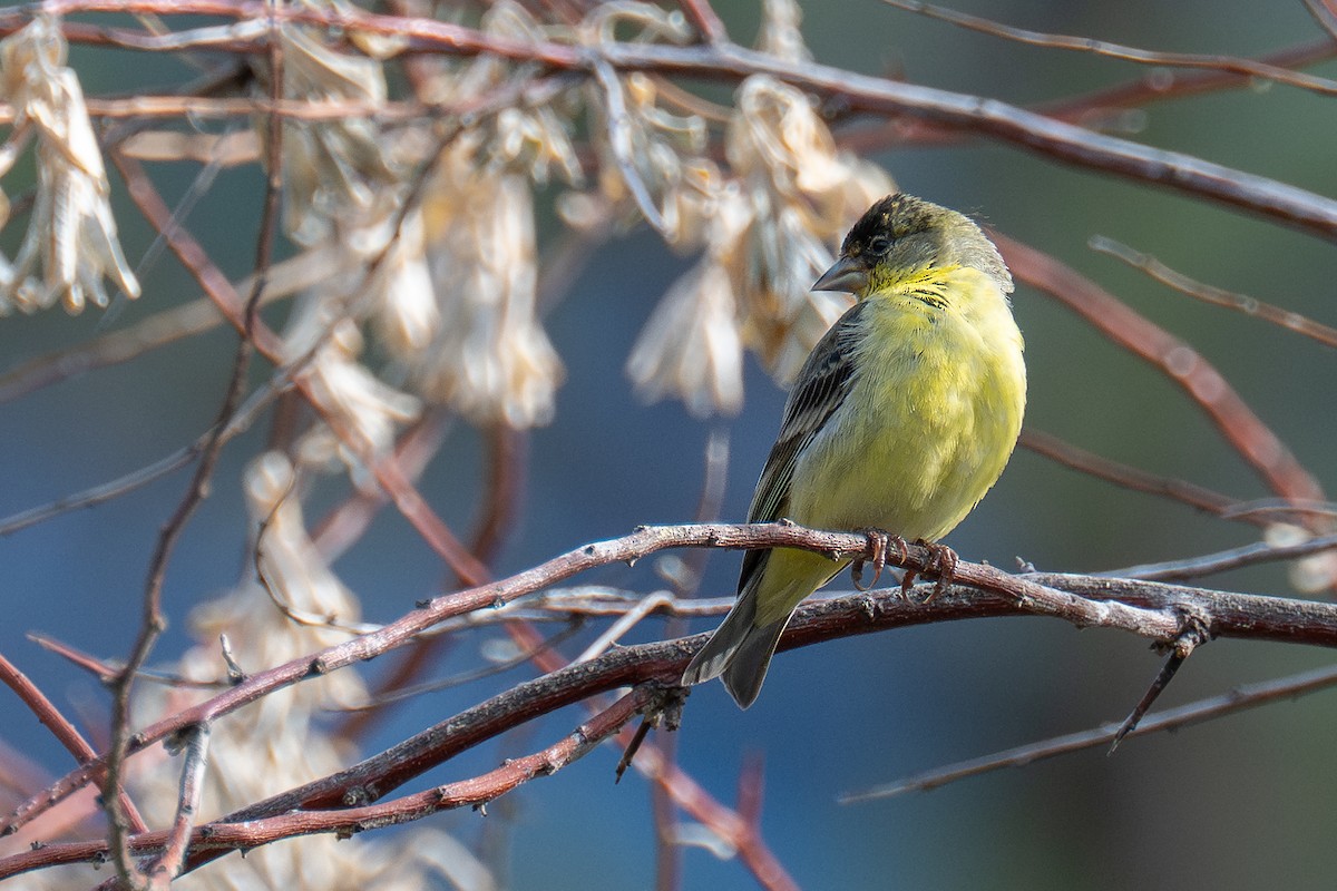 Lesser Goldfinch - ML637813019