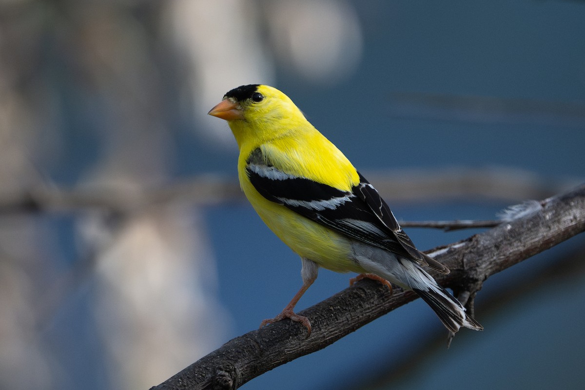 American Goldfinch - ML637813022