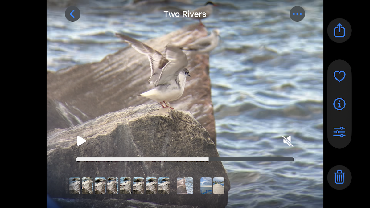 Little Gull - ML637813046