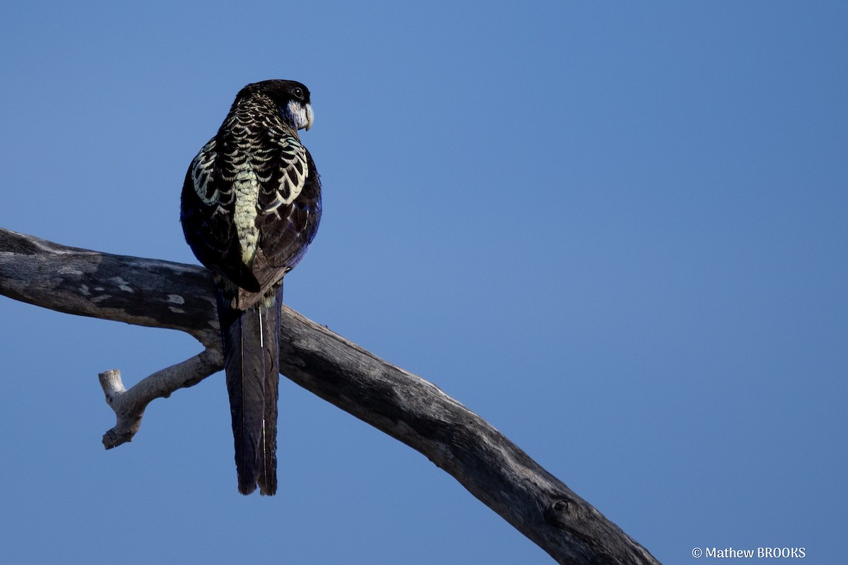 Northern Rosella - ML637813119