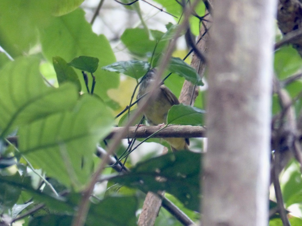 Gray-cheeked Bulbul - ML637813153