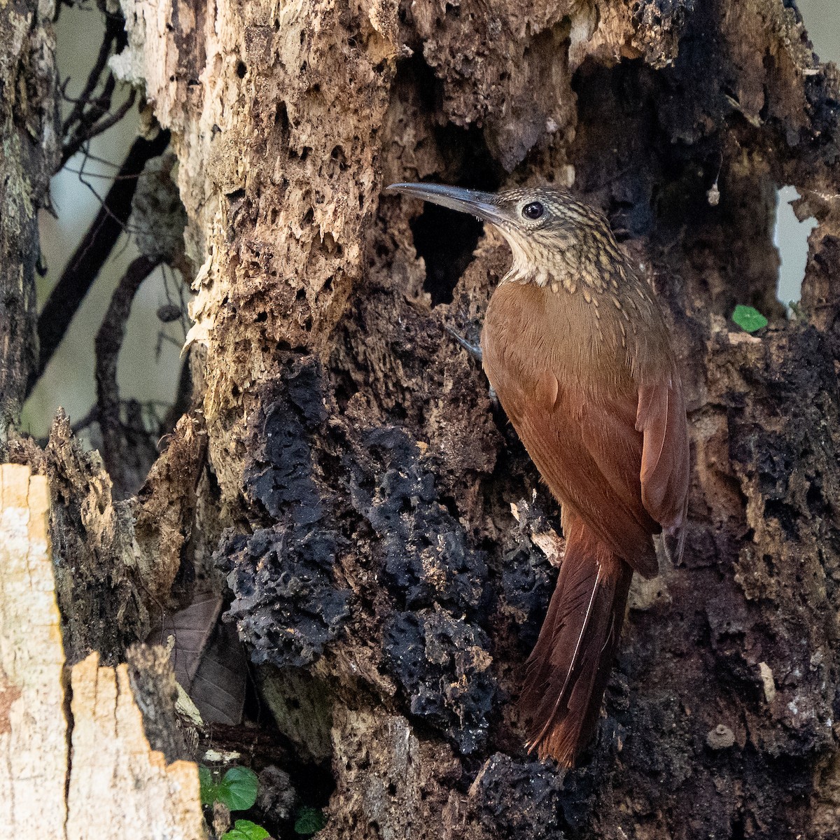 Cocoa Woodcreeper - ML637813230