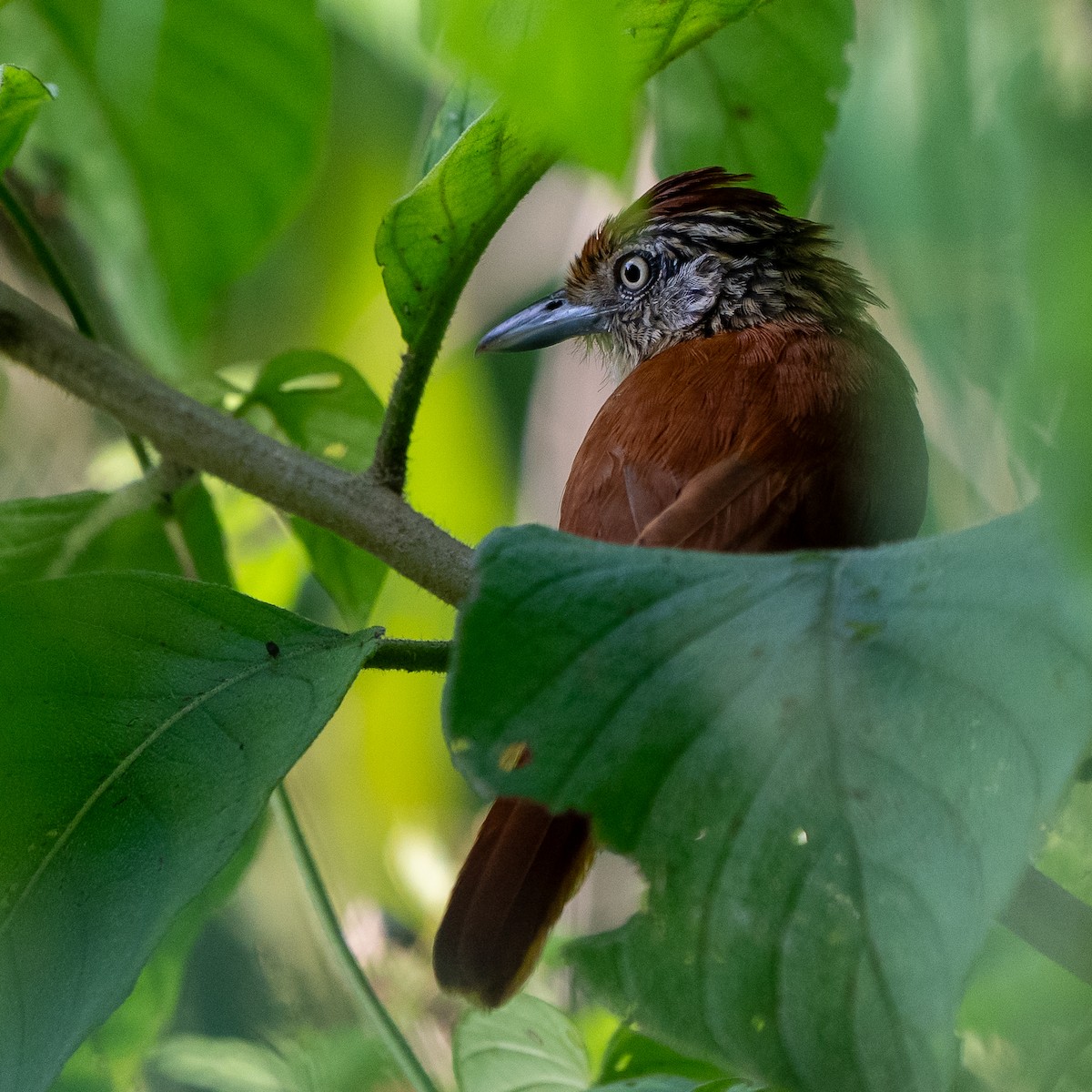 Barred Antshrike - ML637813231