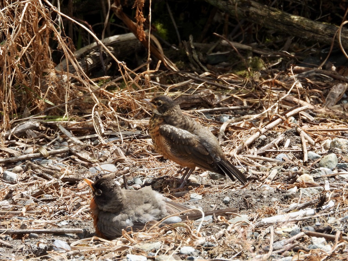 American Robin - ML637813240