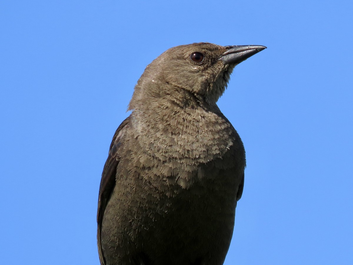 Brewer's Blackbird - ML637813267