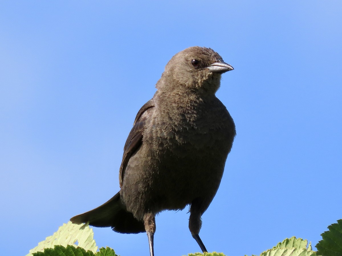 Brewer's Blackbird - ML637813268