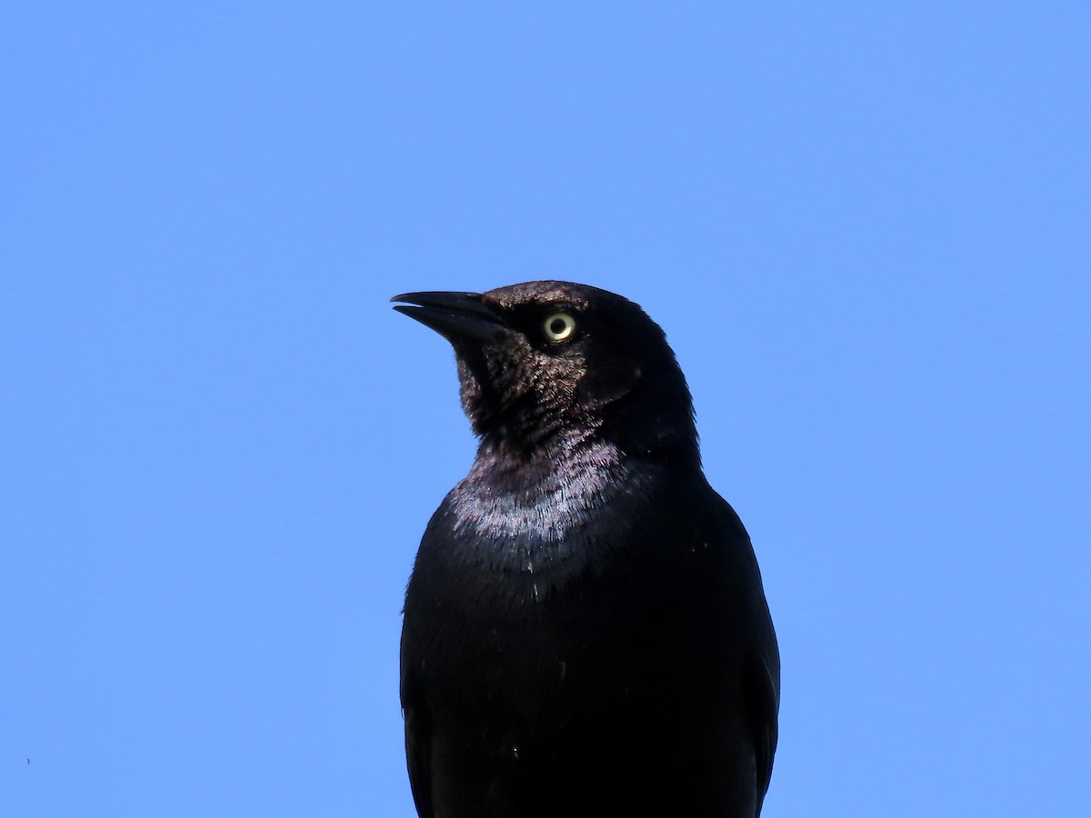 Brewer's Blackbird - ML637813275