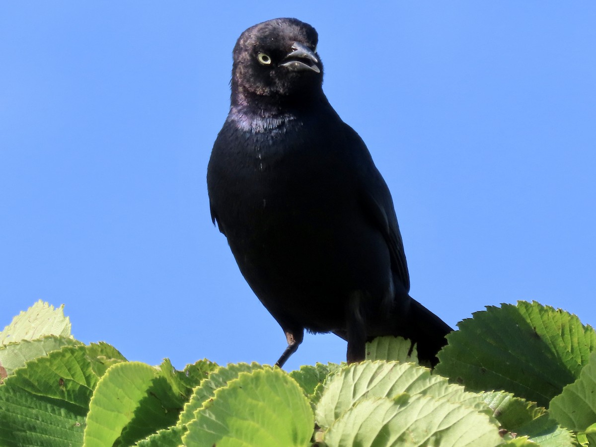 Brewer's Blackbird - ML637813276