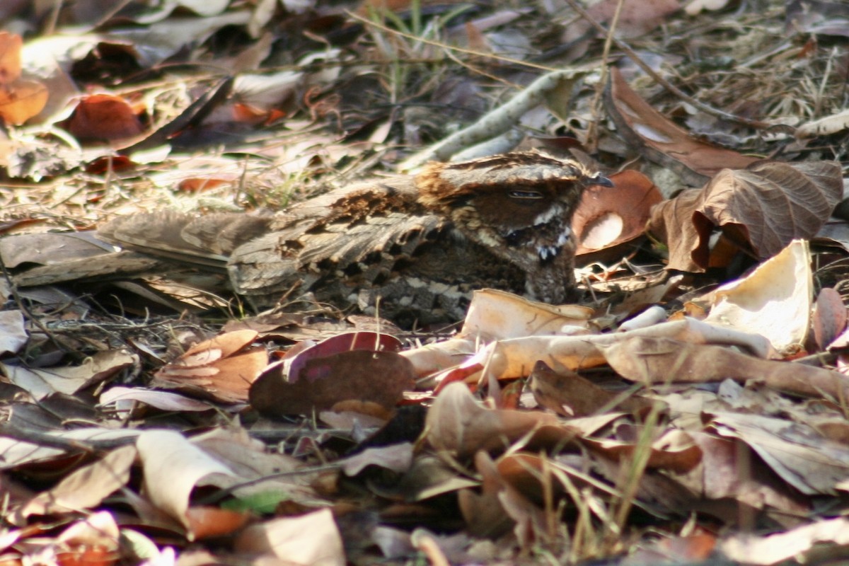 Fiery-necked Nightjar - ML637813357