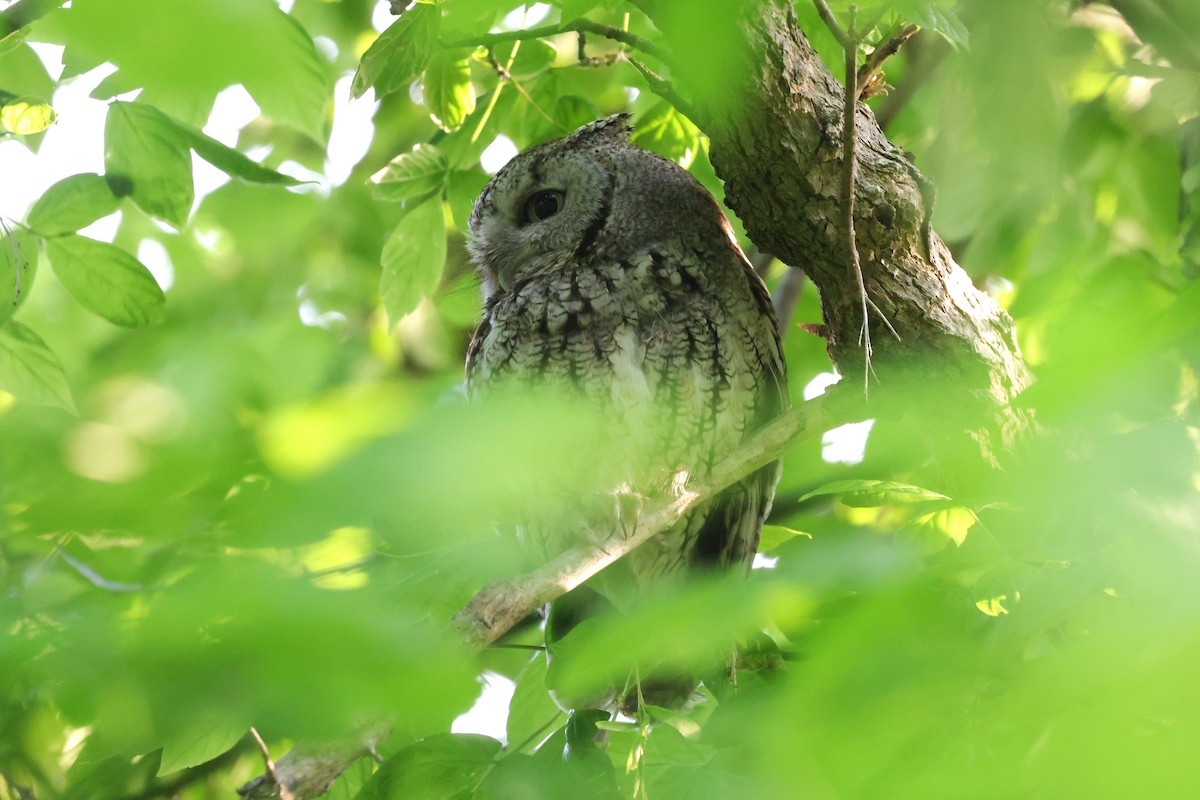 Eastern Screech-Owl - ML637813478