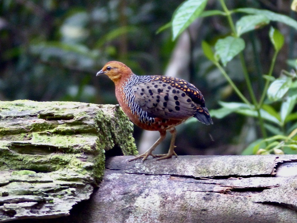 Ferruginous Partridge - ML637813492