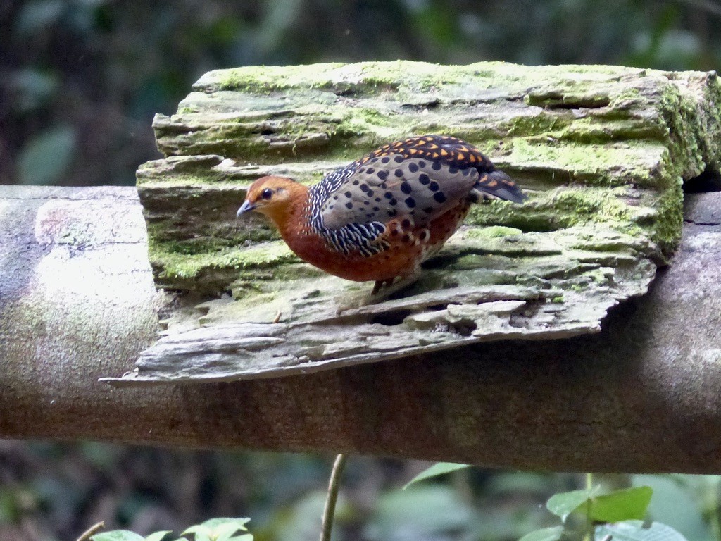 Ferruginous Partridge - ML637813493