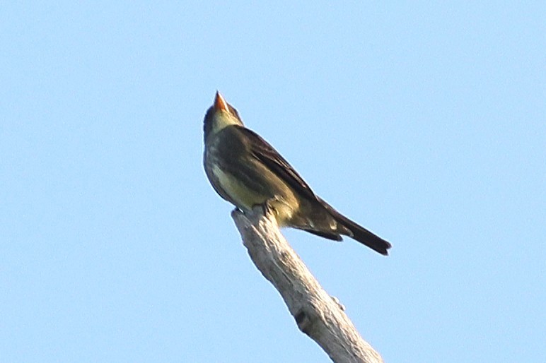 Olive-sided Flycatcher - ML637813498
