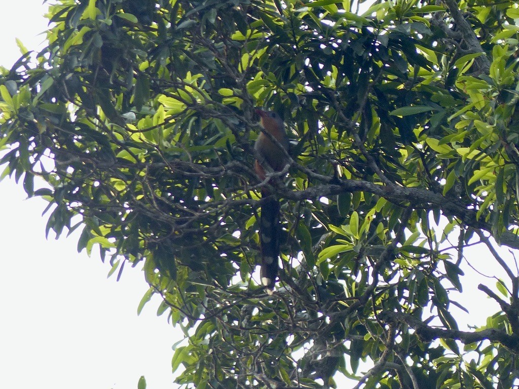 Red-billed Malkoha - ML637813508