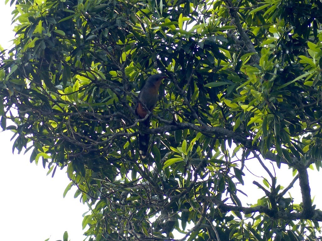 Red-billed Malkoha - ML637813509