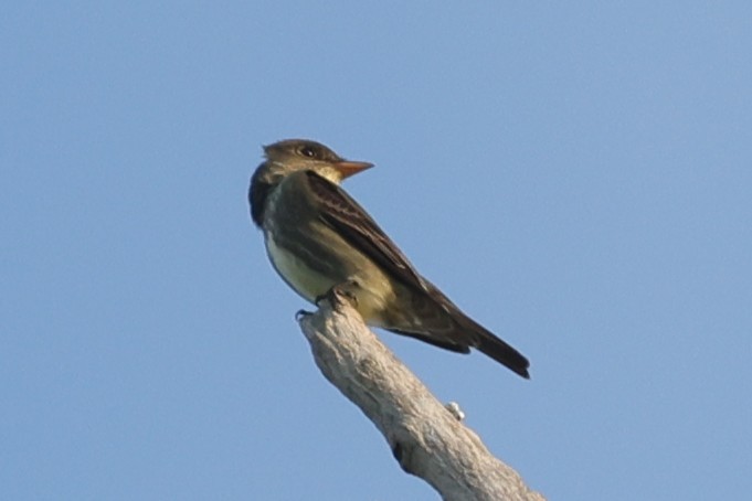 Olive-sided Flycatcher - ML637813512