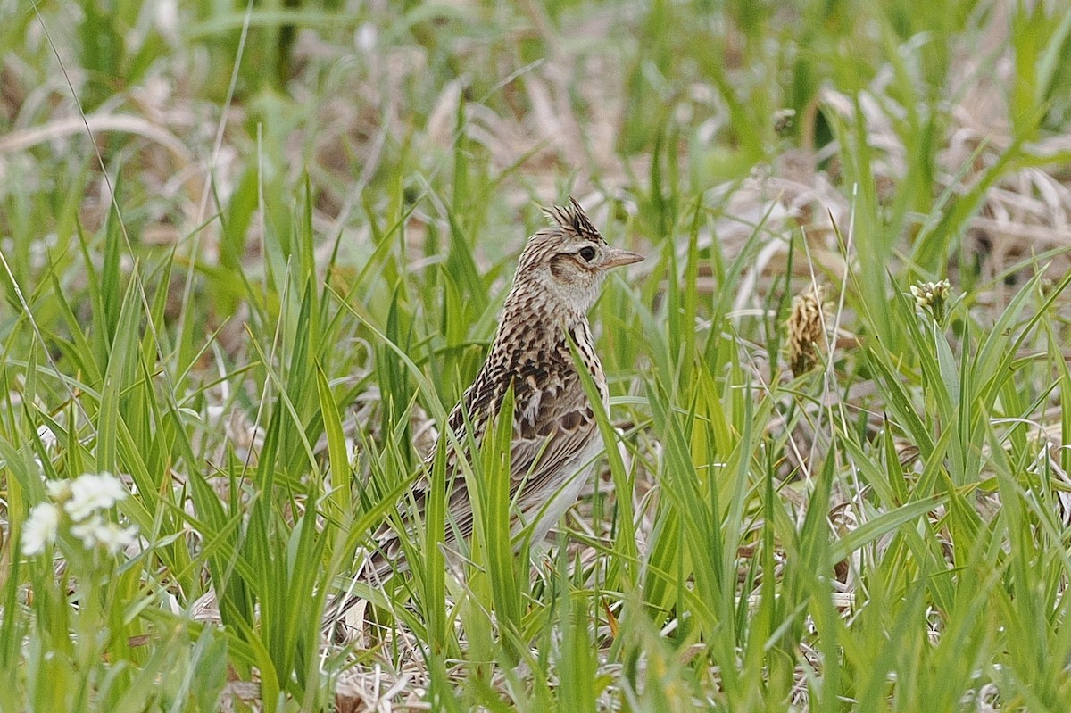 ヒバリ - ML637813548