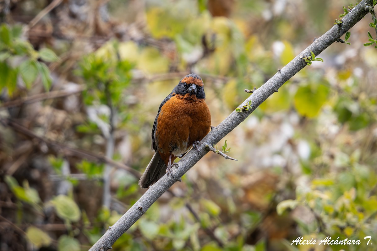 Rufous-breasted Warbling Finch - ML637813560