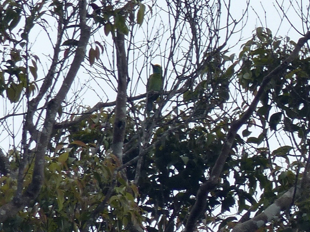 Yellow-crowned Barbet - ML637813570