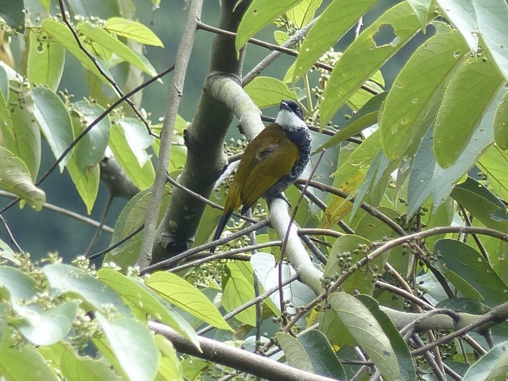 Scaly-breasted Bulbul - ML637813574