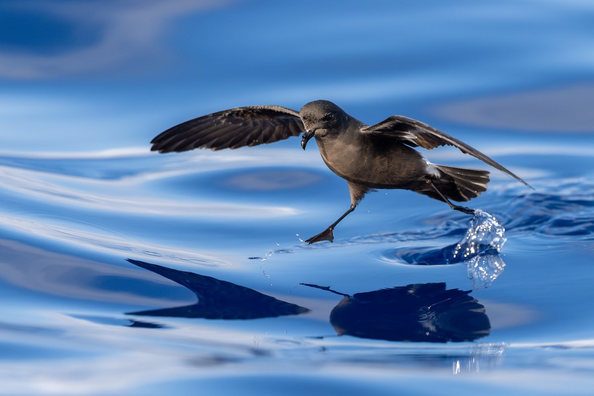 European Storm-Petrel - Yann Muzika