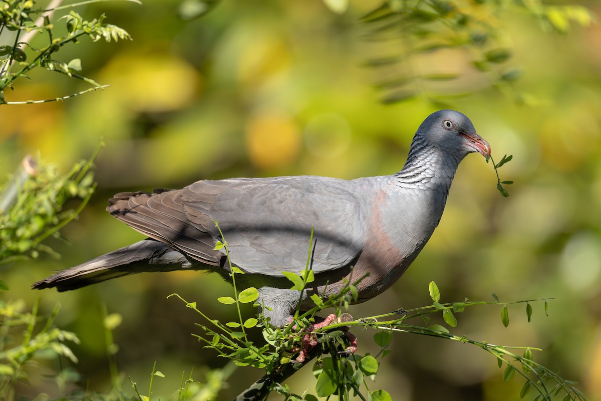 Trocaz Pigeon - ML637813658
