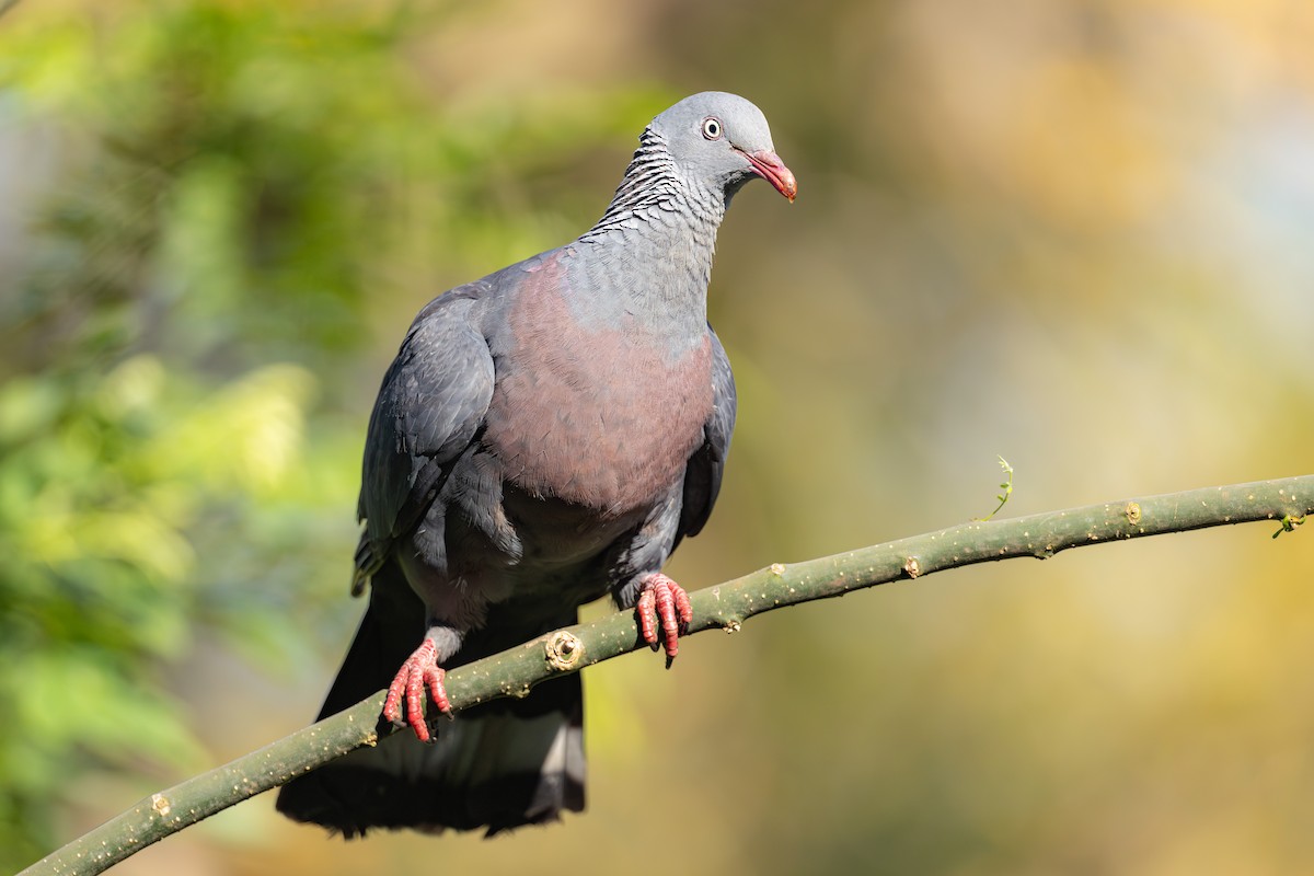 Trocaz Pigeon - ML637813659