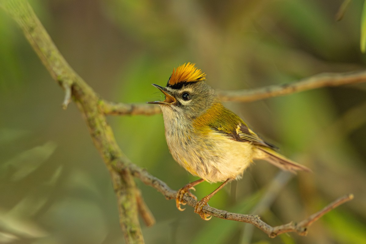 Madeira Firecrest - ML637813670
