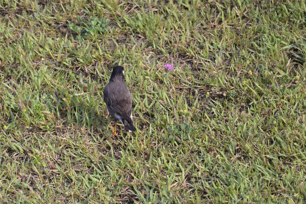 Weißwangenstar - ML637813681